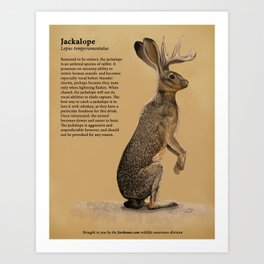 Jackalope Art Print