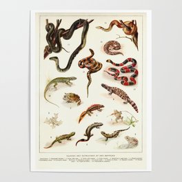 Adolphe Millot - Batraciens et reptiles - French vintage zoology poster Poster