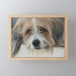 Soulful Dog Framed Mini Art Print