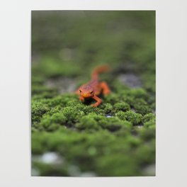 Coming For You - Orange Salamander Poster