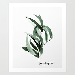 Eucalyptus - Australian gum tree Art Print