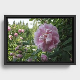 Pink rose Framed Canvas
