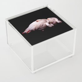 Flamingo Couple Acrylic Box