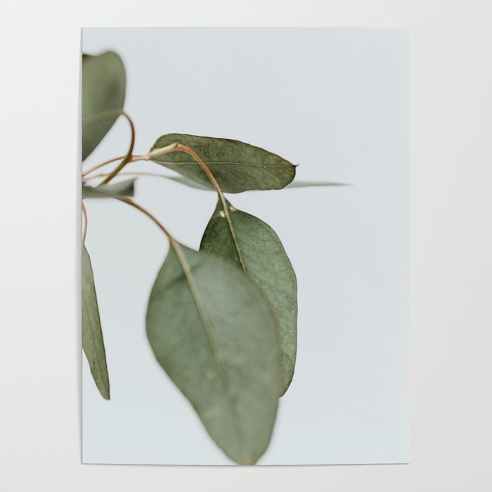 Seeded Eucalyptus | 1 Poster