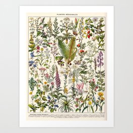 Medicinal Plants by Adolphe Millot Art Print
