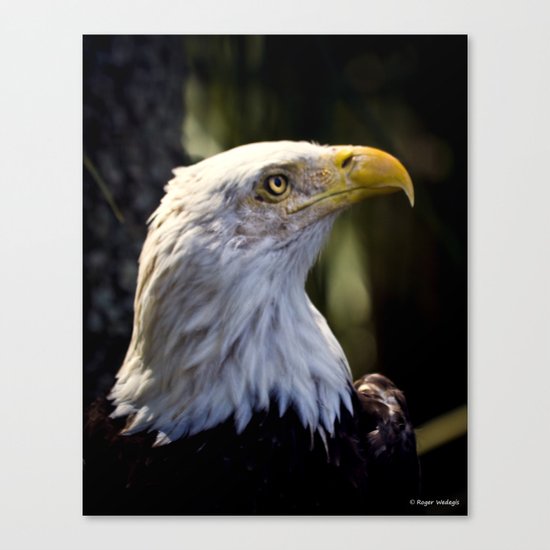 Proud Bald Eagle Canvas Print