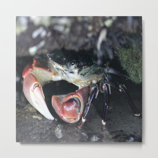 Hiding Metal Print