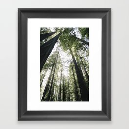 redwoods Framed Art Print