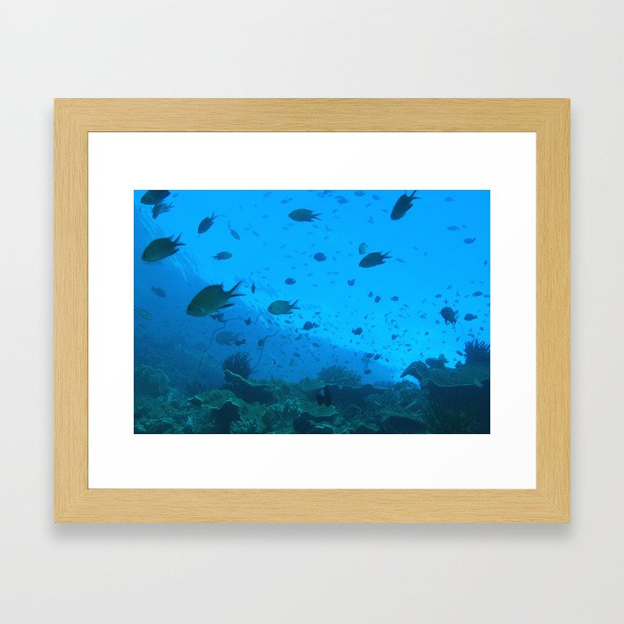 Early morning fish bustling about Framed Art Print