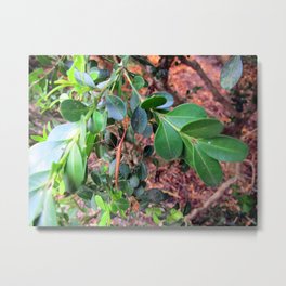 Camouflage Metal Print | Stickmantis, Leaves, Plant, Photo, Digital, Twigmantis, Color, Stem, Insect, Camouflage 