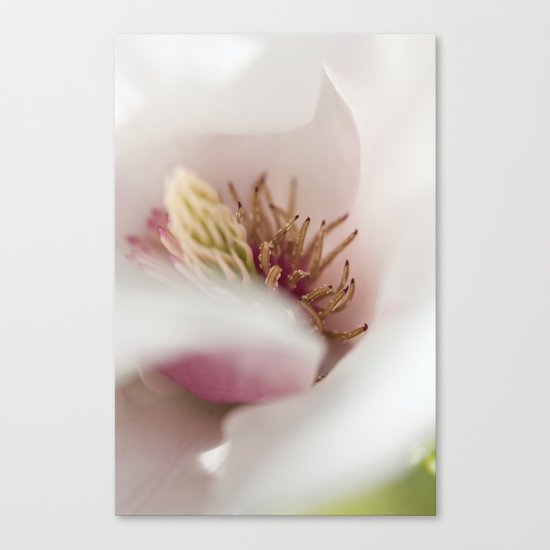 Macro Of A Tulip Tree Blossom Canvas Print