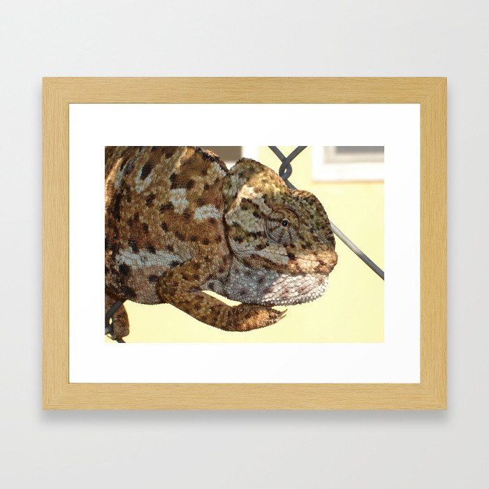 Chameleon Hanging On A Wire Fence Framed Art Print
