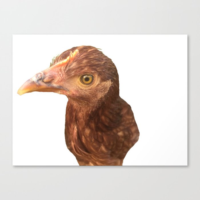 chicken stink eye Canvas Print