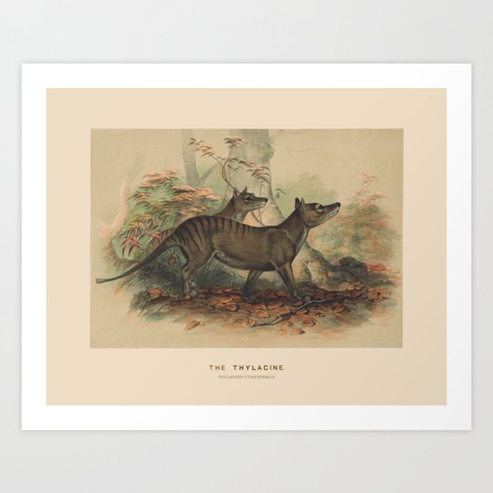 The Thylacine Art Print
