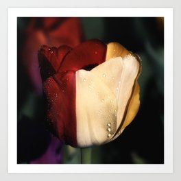 Split Color Tulip Art Print