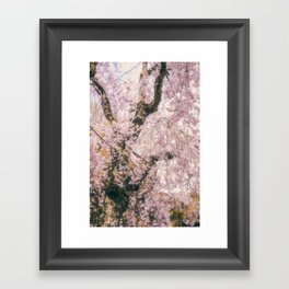 Cherry Blossoms in Kyoto Framed Art Print