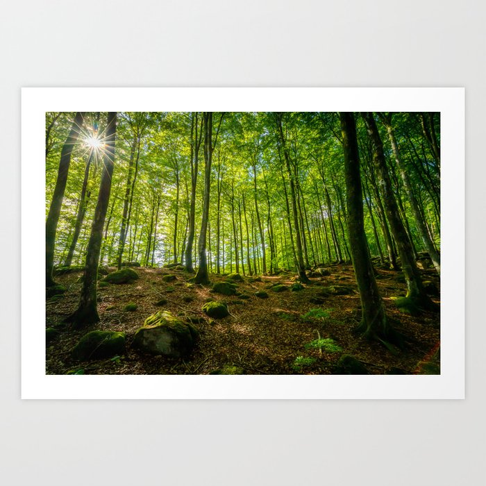 Beech Tree Forest In Sunlight Art Print
