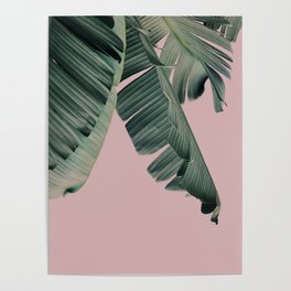 Banana Leaf Blush Poster