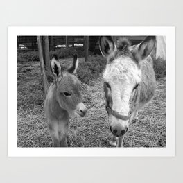 Mama and sweet baby donkey newborn foal black and white photograph Art Print
