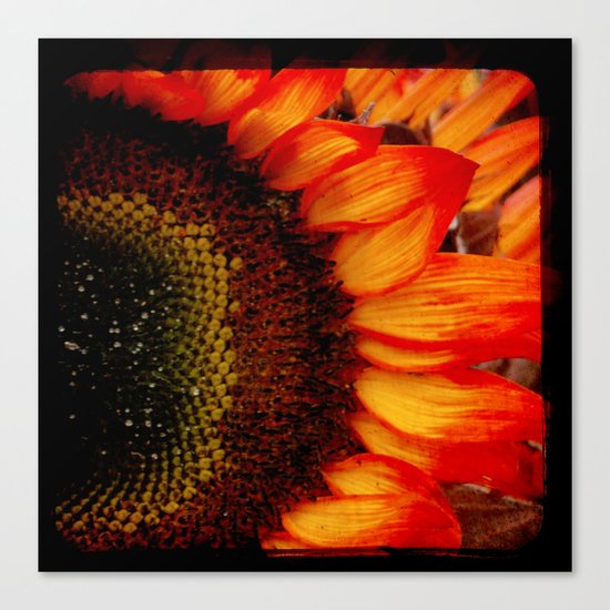Sunflower Love Canvas Print