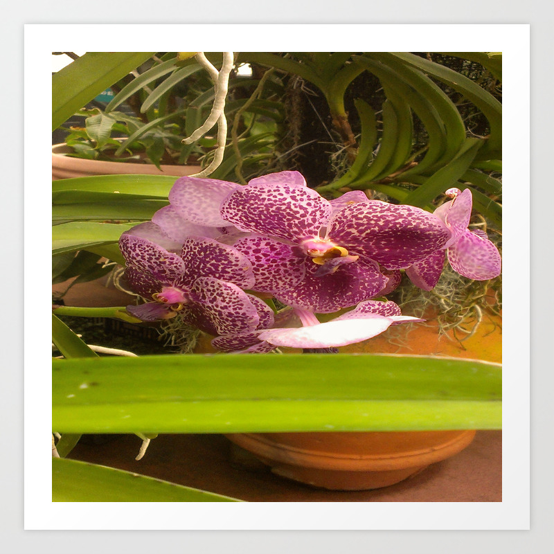 Purpl Orchid Art Print By Cccola Society6