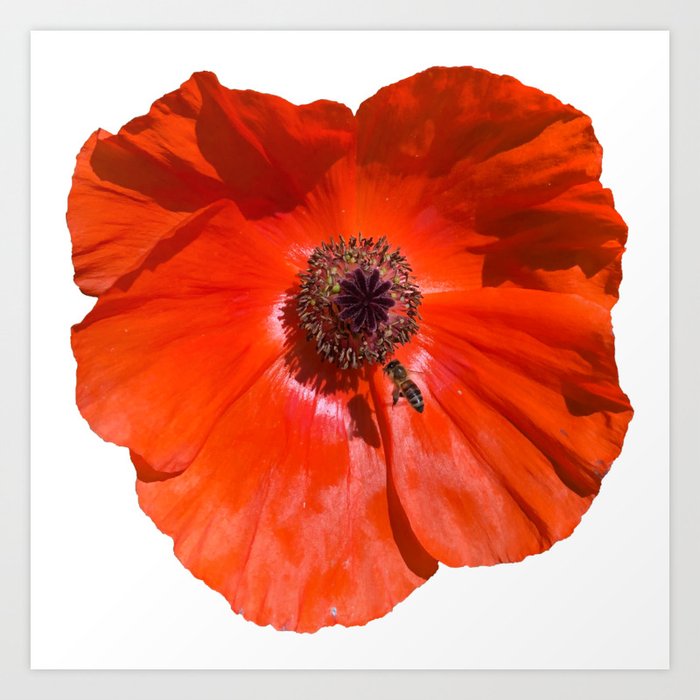 The Poppy and Bee Art Print