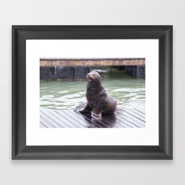 Seal Poses for Picture Framed Art Print