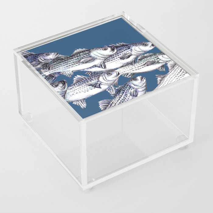 Striped Bass Fish in Marine Blue Acrylic Box