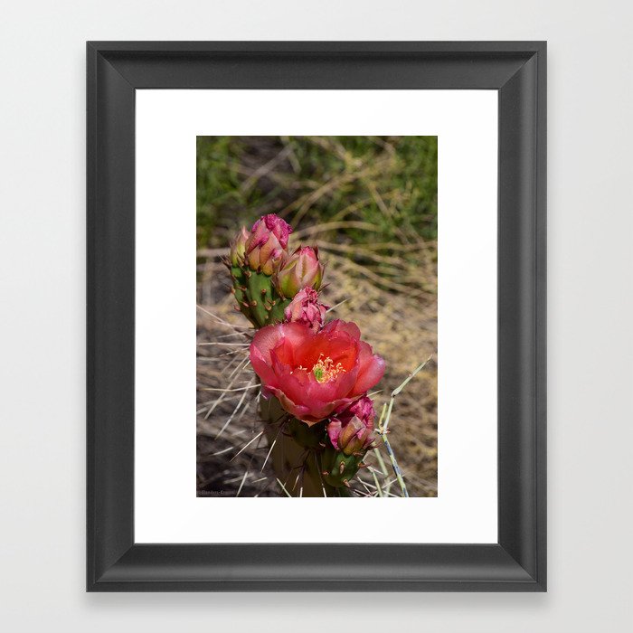 Cacti in Bloom - 4 Framed Art Print