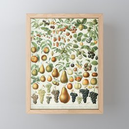 Vintage Fruit Poster 2 - Adolphe Millot Framed Mini Art Print