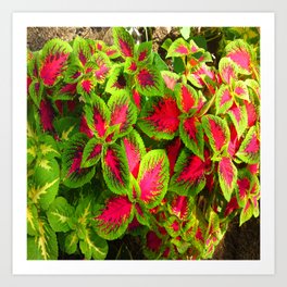 Pink Green Coleus Tropical Art Print