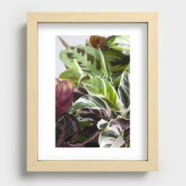 Prayer Plants II  |  The Houseplant Collection Recessed Framed Print