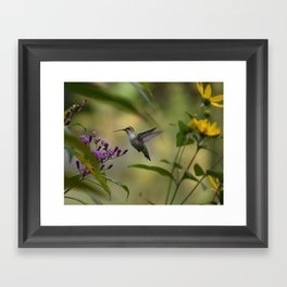 Hummingbird at Flowers  Framed Art Print