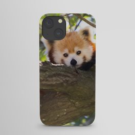 Red Panda Cutie iPhone Case
