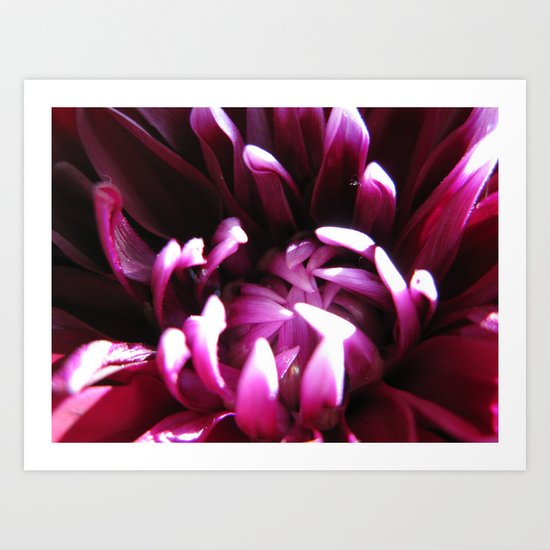 Dahlia 79 Art Print