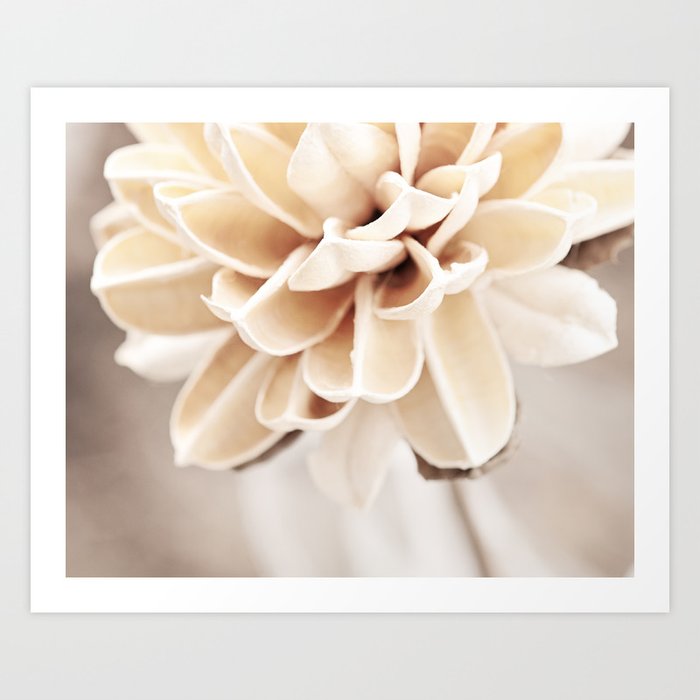 Cream Beige Flower Photography Light Brown Pale Neutral Nature Floral Botanical Art Print By Carolyncochrane Society6