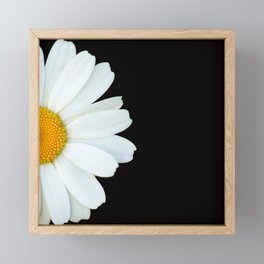 Hello Daisy - White Flower Black Background #decor #society6 #buyart Framed Mini Art Print