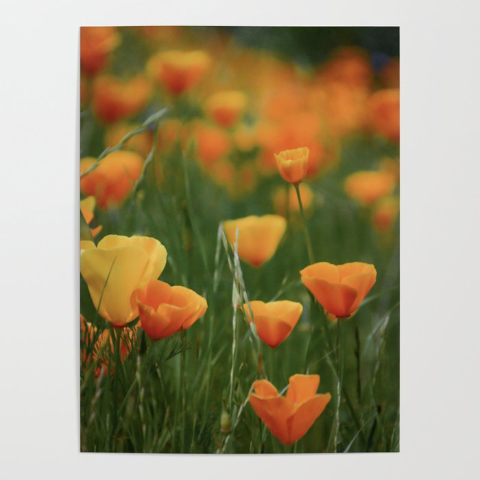 California Poppy Flowers Poster