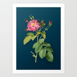 Vintage Harsh Downy Rose Botanical Illustration on Teal Art Print