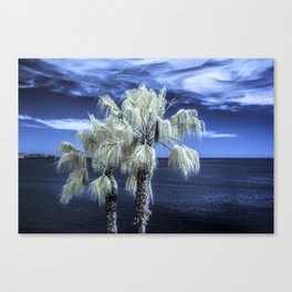 Palm Trees at Laguna Beach near LA in Southern California Canvas Print