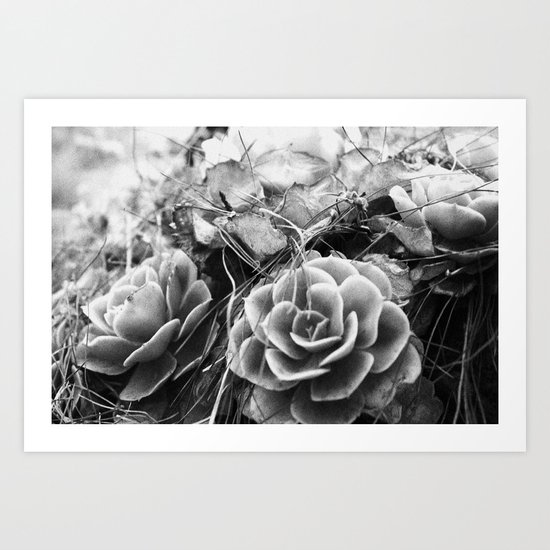 succulents soul Art Print