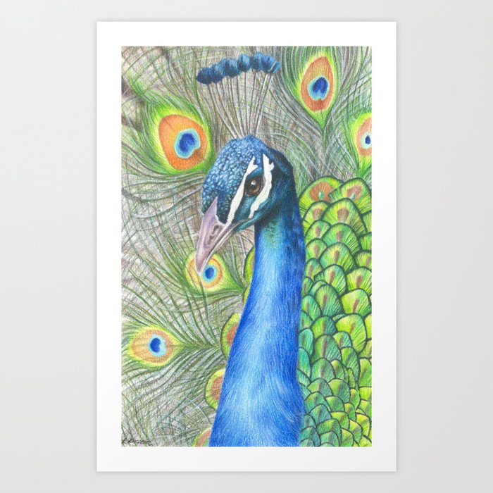 Peacock colored pencil drawing Art Print by ...