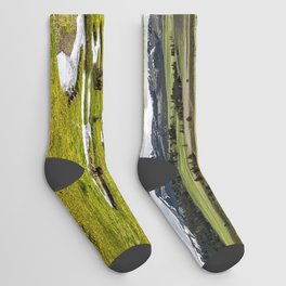 Yellowstone, Home on the range, American buffalo / bison grazing in spring fields of green river prairie landscape color photograph / photography Socks