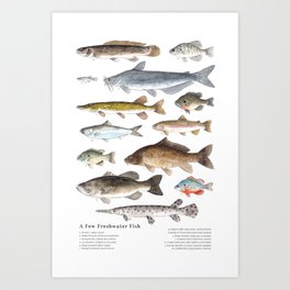 A Few Freshwater Fish Art Print