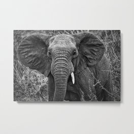 Elephant Charge Metal Print | Black and White, Photo, Animal, Nature 