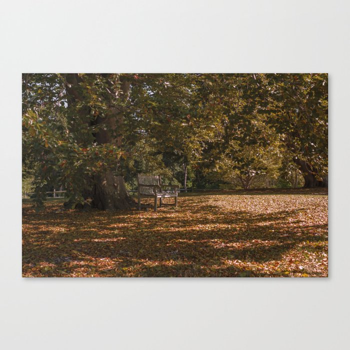 Autumn under the tree Canvas Print