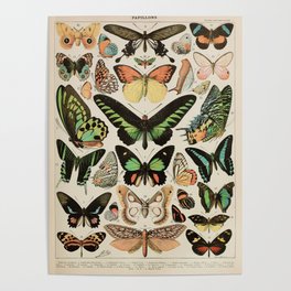 Papillon II Vintage French Butterfly Chart by Adolphe Millot Poster