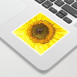 Sunflower closeup Sticker