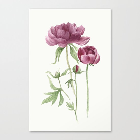 peony Canvas Print