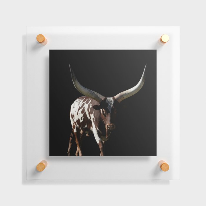 Ankole-Watusi | African Cattle Photography | Large Horns | Portraits  Floating Acrylic Print